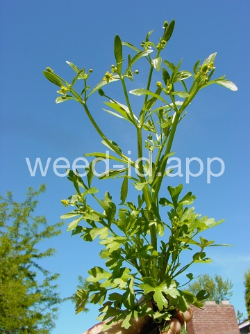 buttercup, crowfoot